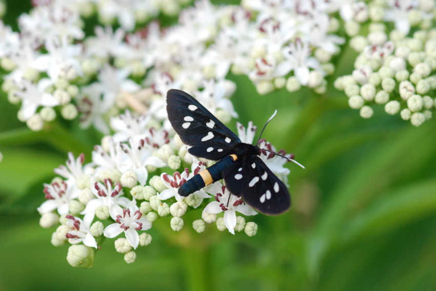 zygena da identificare